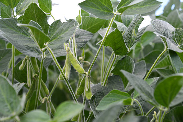istock Soybean plant pods growing in a field 2227107319