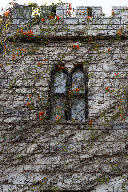 Window on an old wall with growing plant