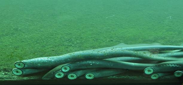 photographing the bonneville locks & dam near cascade locks, oregon, u.s.a. - july 2025