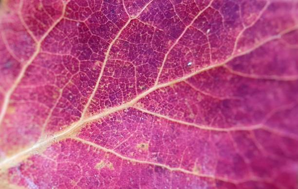 istock Red pink autumn leaf background with soft bright veins and selective focus details 2227108920