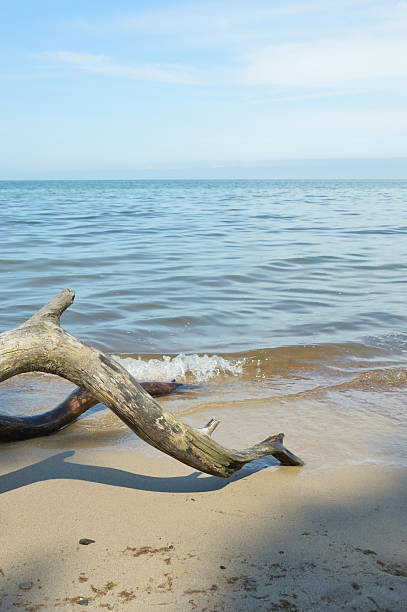 istock driftwood from a tree in the sun on the seashore. sandy beach, summer vacation. background for the design 2227108977