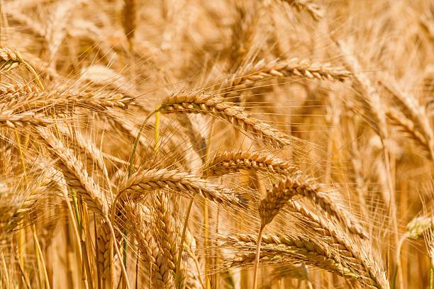 istock Grain field, summer landscape and rural scenery 2227109258