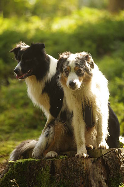 istock Two dogs are sitting on a log in the woods 2227112767