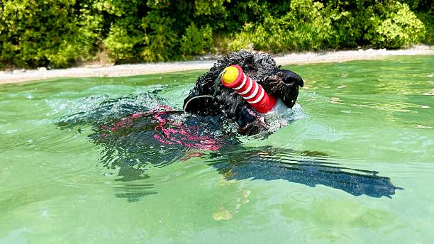 A man swims in a picturesque lake with his playful dog, splashing joyfully. Nearby, a duck adds to the serene, natural atmosphere