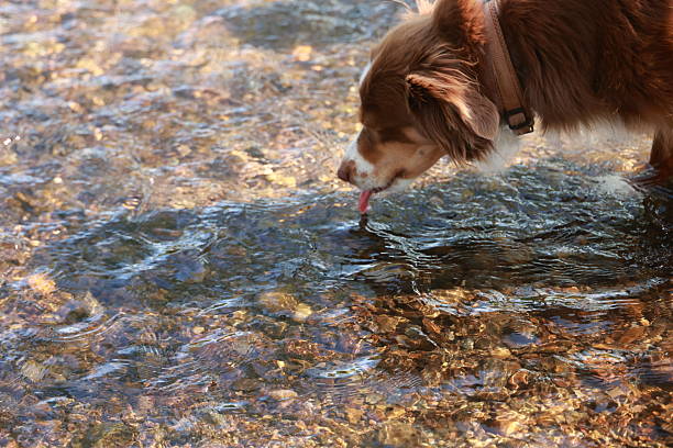 Brown and white dog is drinking water from a stream. The dog is licking its tongue and he is enjoying the cool water