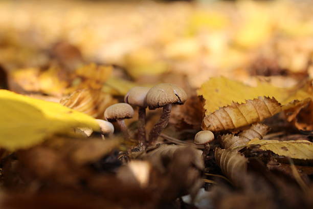 istock Braune kleine Pilze 2227114258