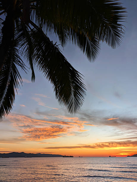 istock Kota Kinabalu sunset in Odec beach with palm tree background 2227114375