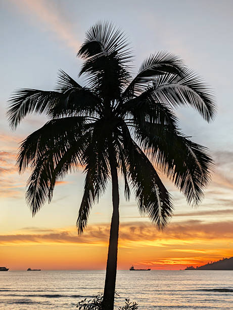 istock Kota Kinabalu sunset in Odec beach with palm tree background 2227114378
