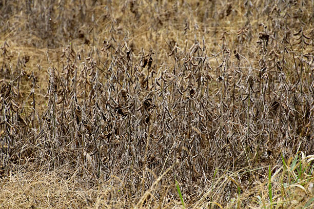 Dry soybean field, wilted plants and cracked soil, drought effect, Brazilian rural landscape impacted by heat and lack of rain