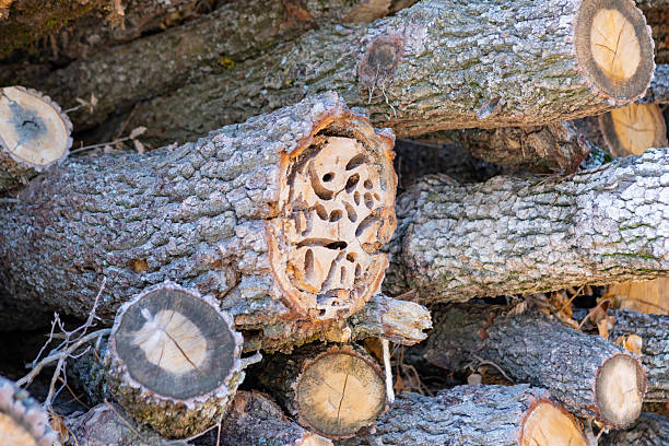 Larvae of these beetles are xylophagous. They mainly feed on downy oak (Quercus pubescens), evergreen oak (Quercus ilex) and cork oak (Quercus suber). These longhorn beetle are considered a pest of oaks\n\nThey are considered  a danger for Quercus Forests