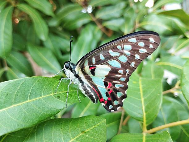 istock Tailed jay butterfly (Graphium agamemnon) on leaf in outdoor garden 2227117545