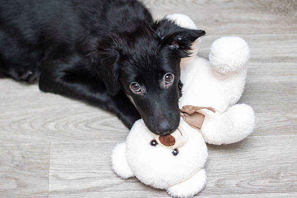 Dog Playing with Rope