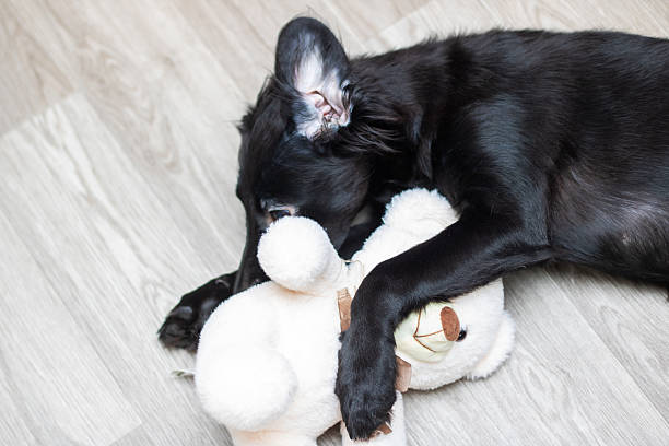 istock A black dog plays with a white teddy bear on the ground 2227118291