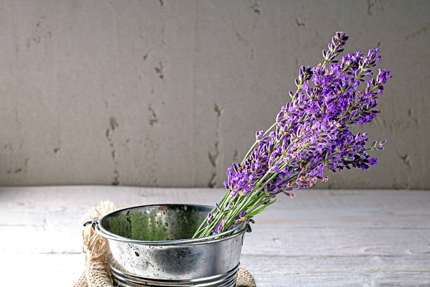 istock Vibrant lavender bouquet displayed in a metal bucket with rustic plaster wall 2227120330