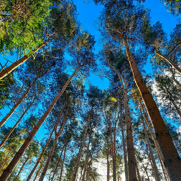 Natural landscape Surrey England