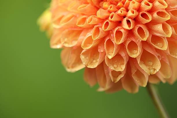 Beautiful orange flower with water drops on blurred green background, macro view. Space for text