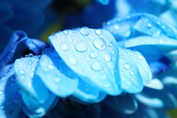 Beautiful light blue flower with water drops on blurred background, macro view