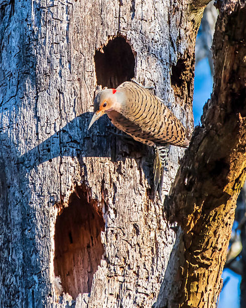 istock Northern Flicker Looking for Food 2227122111