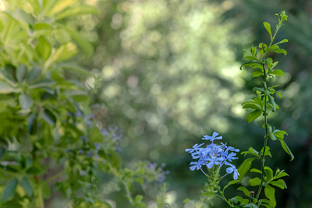 Green summer background with the blue flowers