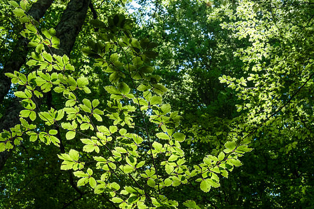 istock Bright green deciduous forest on a sunny day. heart shaped branches 2227122881