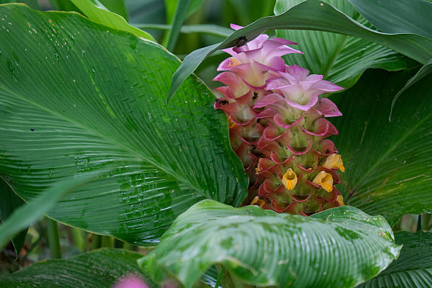 istock Purple ginger flowers bloom. 2227123069