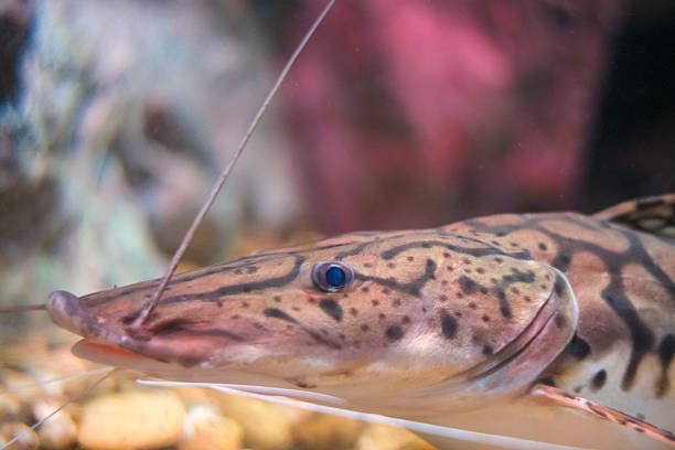 The head of a freshwater fish has a long fin. It is swimming.