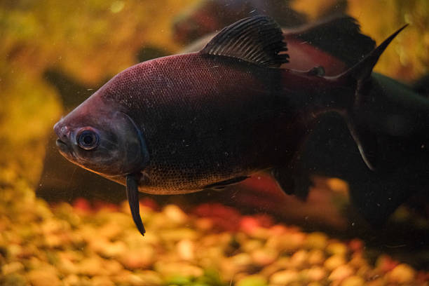cardinal fish in an aquarium