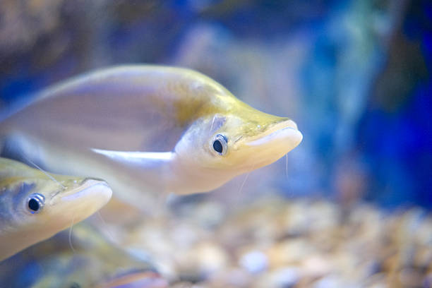 A type of freshwater fish, a soft-fleshed fish, is swimming.