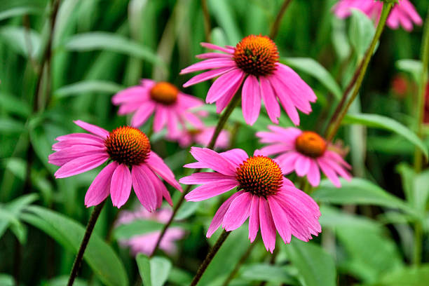 istock Group of an echinacea flower (purple coneflower) 2227124249