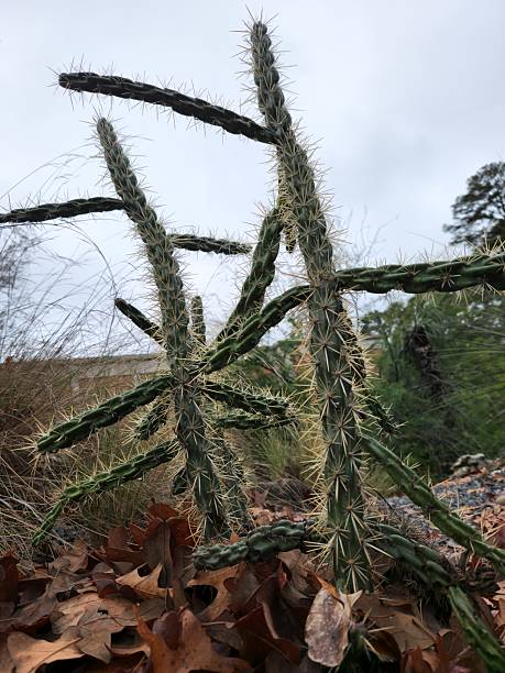 istock Up close Cactus Photo 2227124428