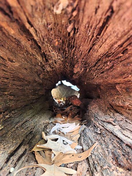 Close up capture of the interior of a fallen log
