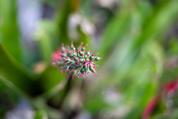 A vase bromeliad (aechmea bracteata) captured in Playa Del Carmen in Mexico.