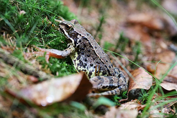 istock Close-up of a forest frog sitting on moss. 2227127162