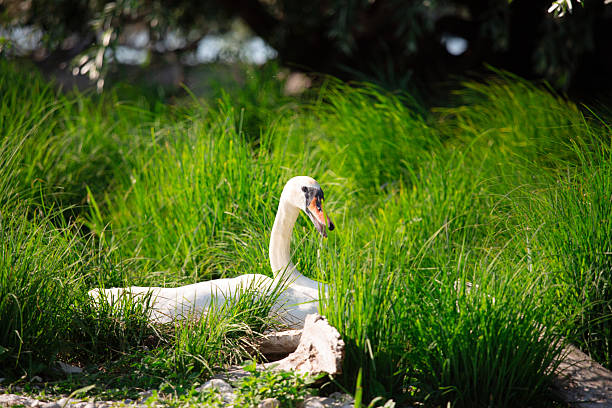 istock a white swan is sitting on a nest in the grass under a tree 2227128033