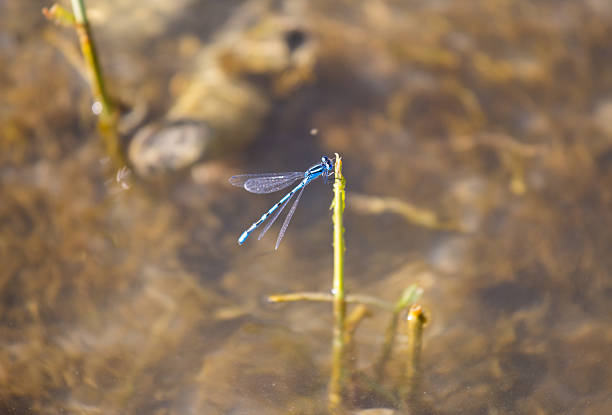 Blue damselfly resting on reed above water