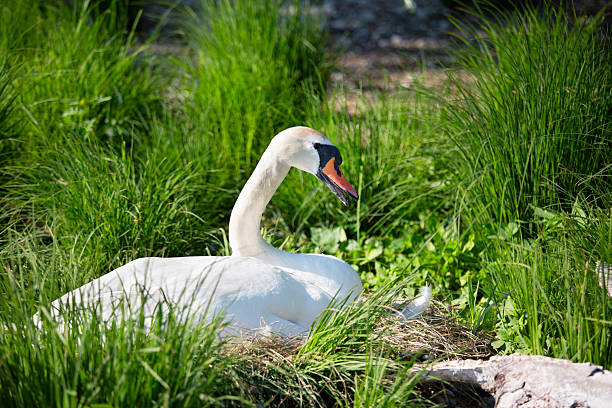 istock a white swan is sitting on a nest in the grass under a tree 2227128144