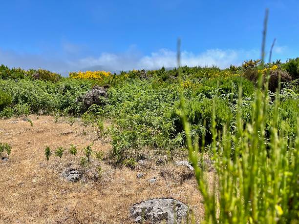 istock Paul da Serra, a mountain bog or raised bog on Madeira 2227129415