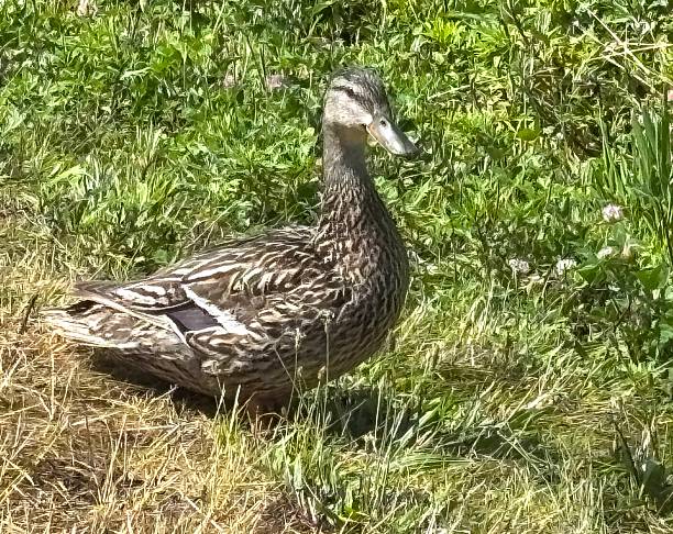 istock Female mallard duck walking through grass 2227129774