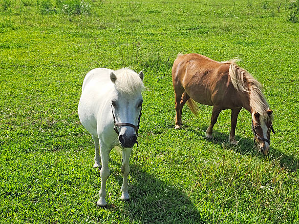 Pony Ride,  Shetland Ponies Walking Around The Pony Wheel.