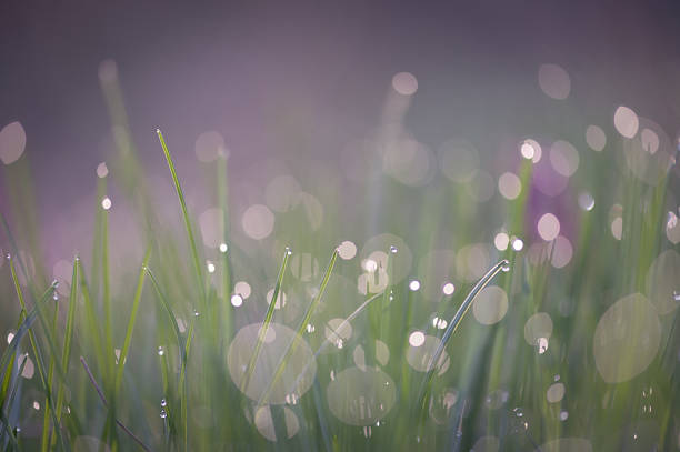 Dreamy macro shot of dewy spring grass with glowing bokeh lights and natural softness.