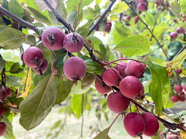 istock Crabapples with Pinkish-Red Fruits 2227136496