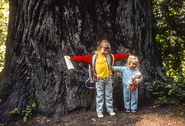 istock Redwood NP - Sisters & Giant Tree - 1983 2227141132