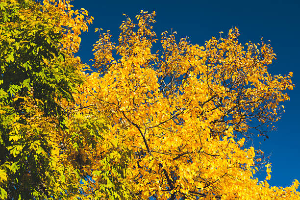 Golden yellow leaves of a tree contrast beautifully with the deep blue sky, capturing the essence of fall. The scene showcases the vibrancy of autumn colors under the clear daylight. Perfect for themes of nature, seasons, and outdoor beauty.