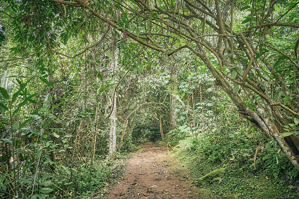 Trail in the rainforest on Borneo, Sabah, Malaysia.