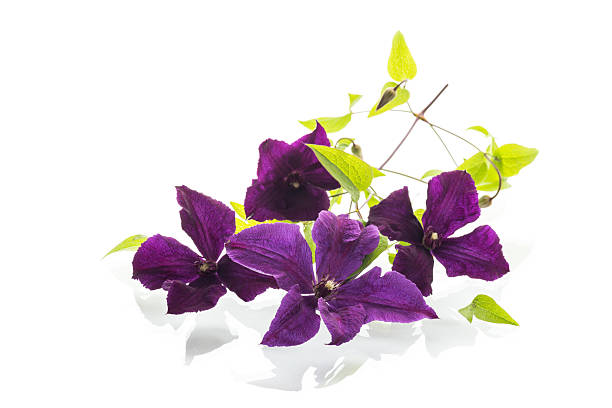 Elegant clematis with flowers on white background.