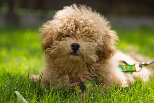 istock A white puppy with curly hair resting on the grass 2227143986