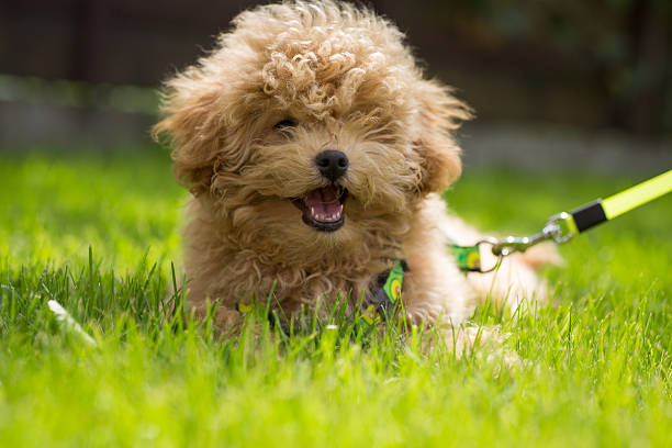 istock A white puppy with curly hair resting on the grass 2227144132
