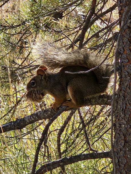 istock Yellowstone Wildlife 2227146186