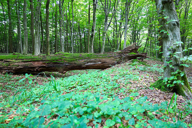 A wide panorama of a forest with a moss-covered fallen tree in the foreground. Green vegetation blankets the forest floor, and tall trees create a natural backdrop.