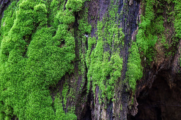 Tree branches are covered with vibrant green moss, creating a rich texture and reflecting the vital force of the forest. This image is ideal for backgrounds that emphasize natural patterns and details.